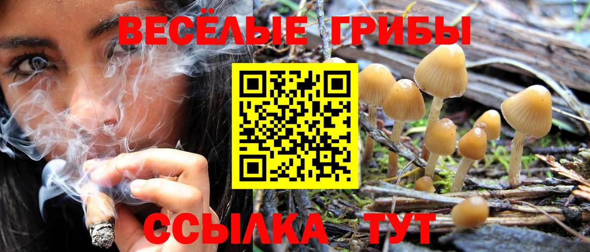 Зеленогорск  Псилоцибиновые грибы Psilocybe  Вход с VPN 